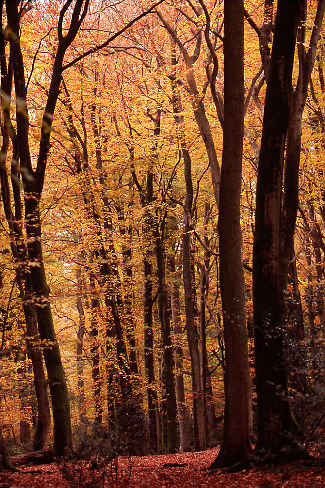 Autumn Golden Beech Glade, Bramshaw Wood